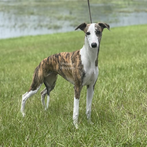 Whippet