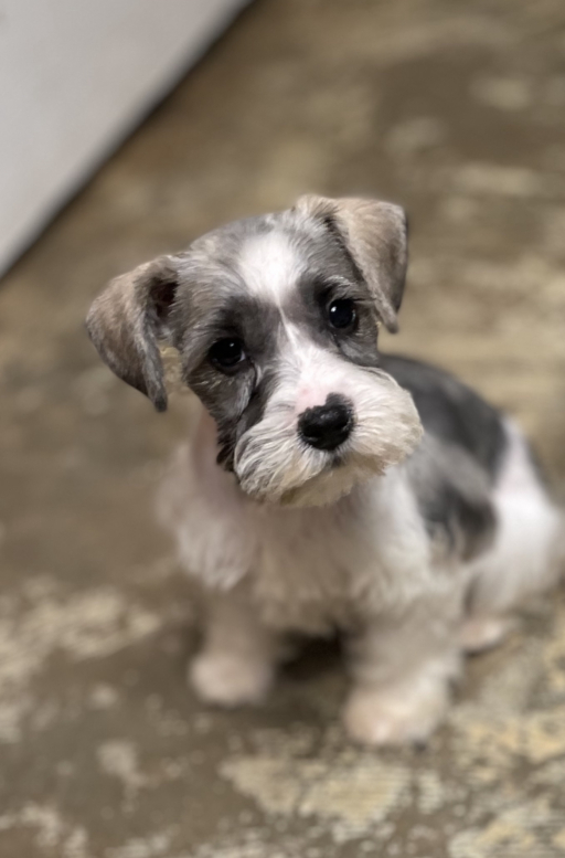 Miniature Schnauzer