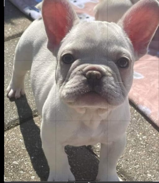 French Bulldog