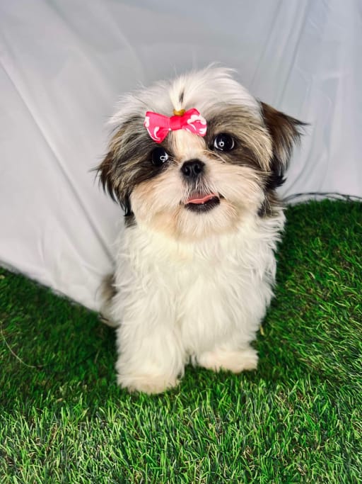 Shih Tzu