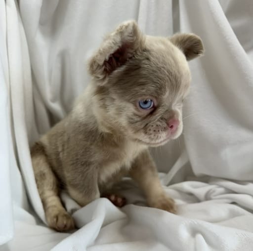 French Bulldog