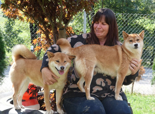 Shiba Inu