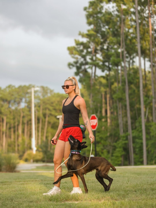 Belgian Malinois