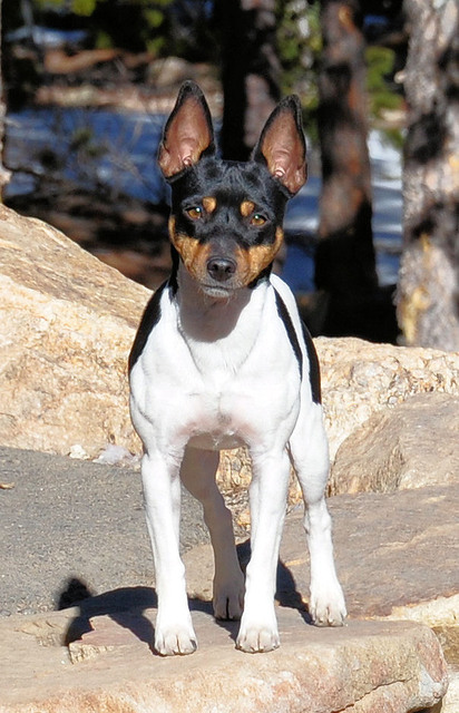 K2 RAT TERRIERS (AKC CHAMPION BLOODLINES)