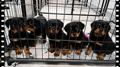 Rottweiler