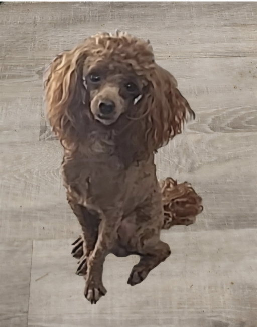 Poodle