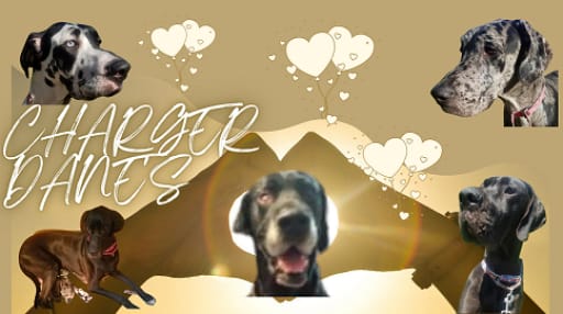 Great Dane