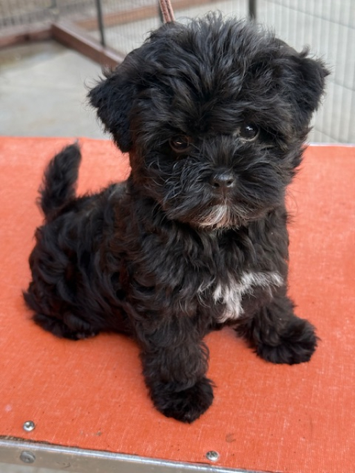 Havanese