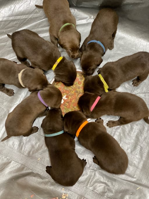 Labrador Retriever