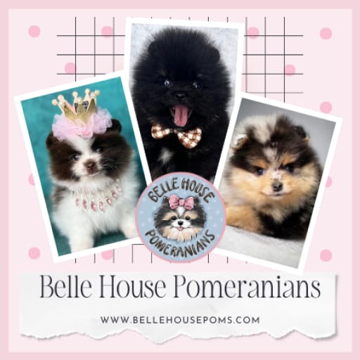 Pomeranian
