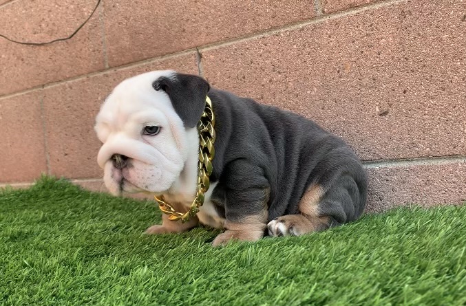 French Bulldog