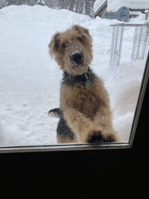 Airedale Terrier