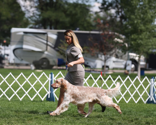 English Setter
