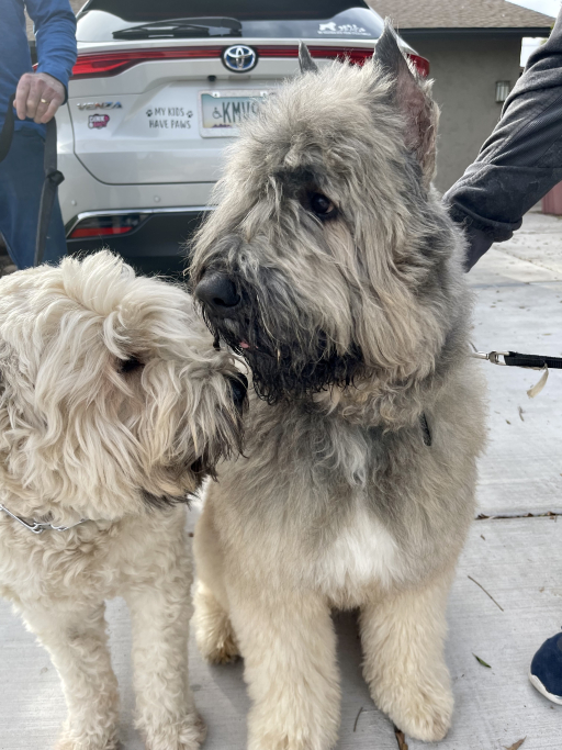 Bouvier des Flandres