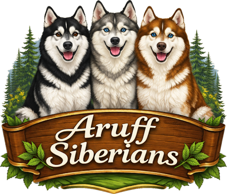 Siberian Husky