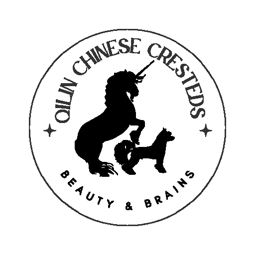 Chinese Crested