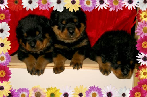 Rottweiler