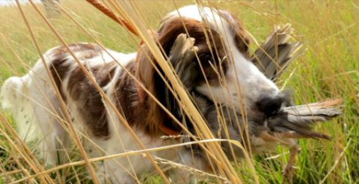 Irish Red and White Setter