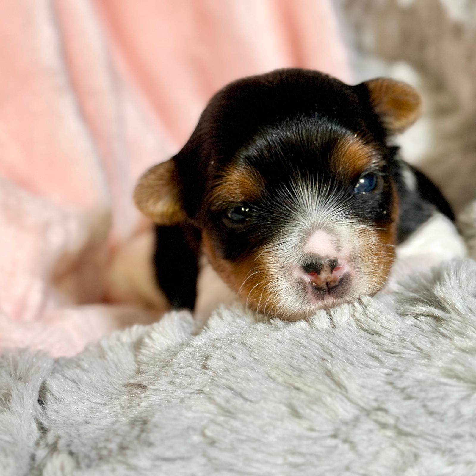 Biewer Terrier