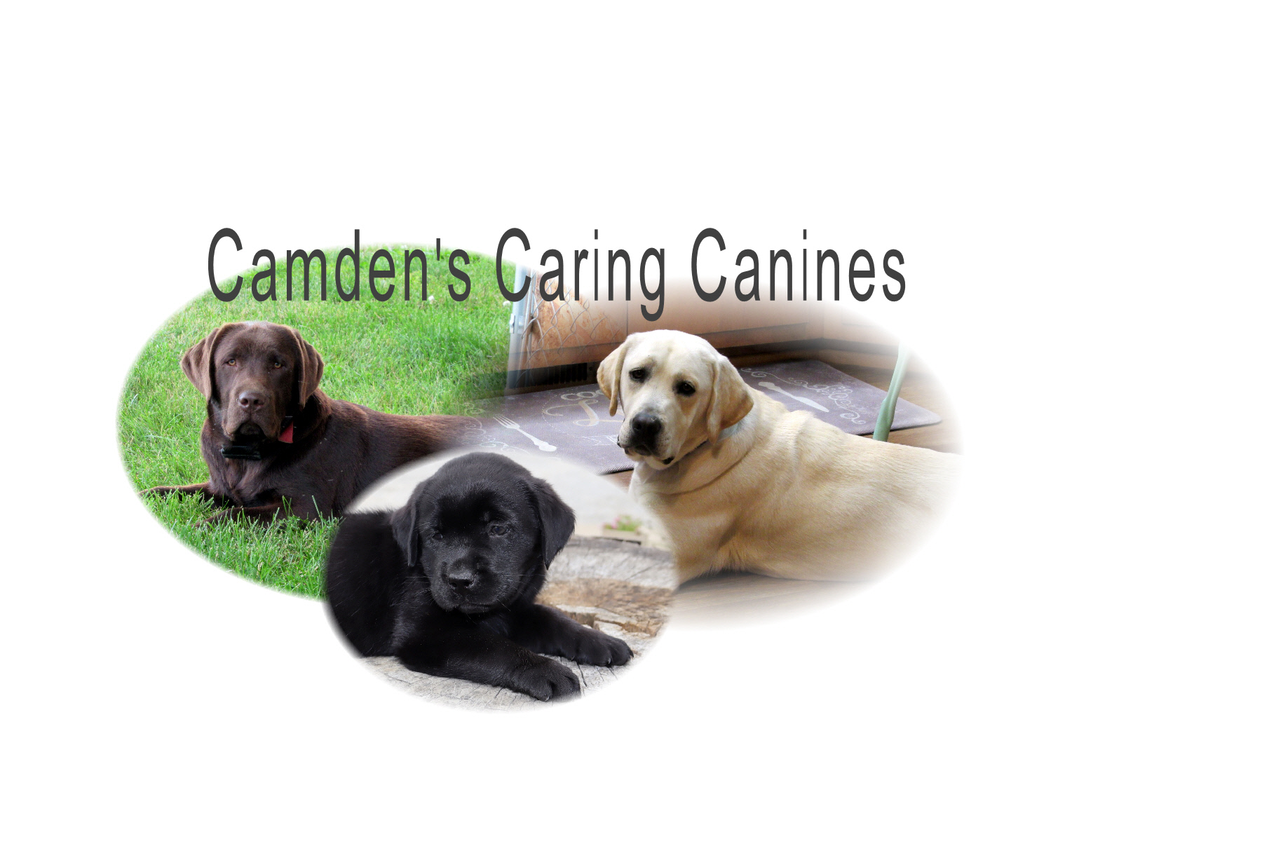 Camden's Caring Canines