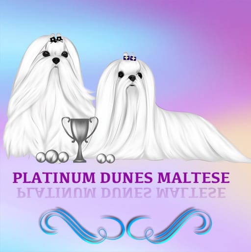Maltese
