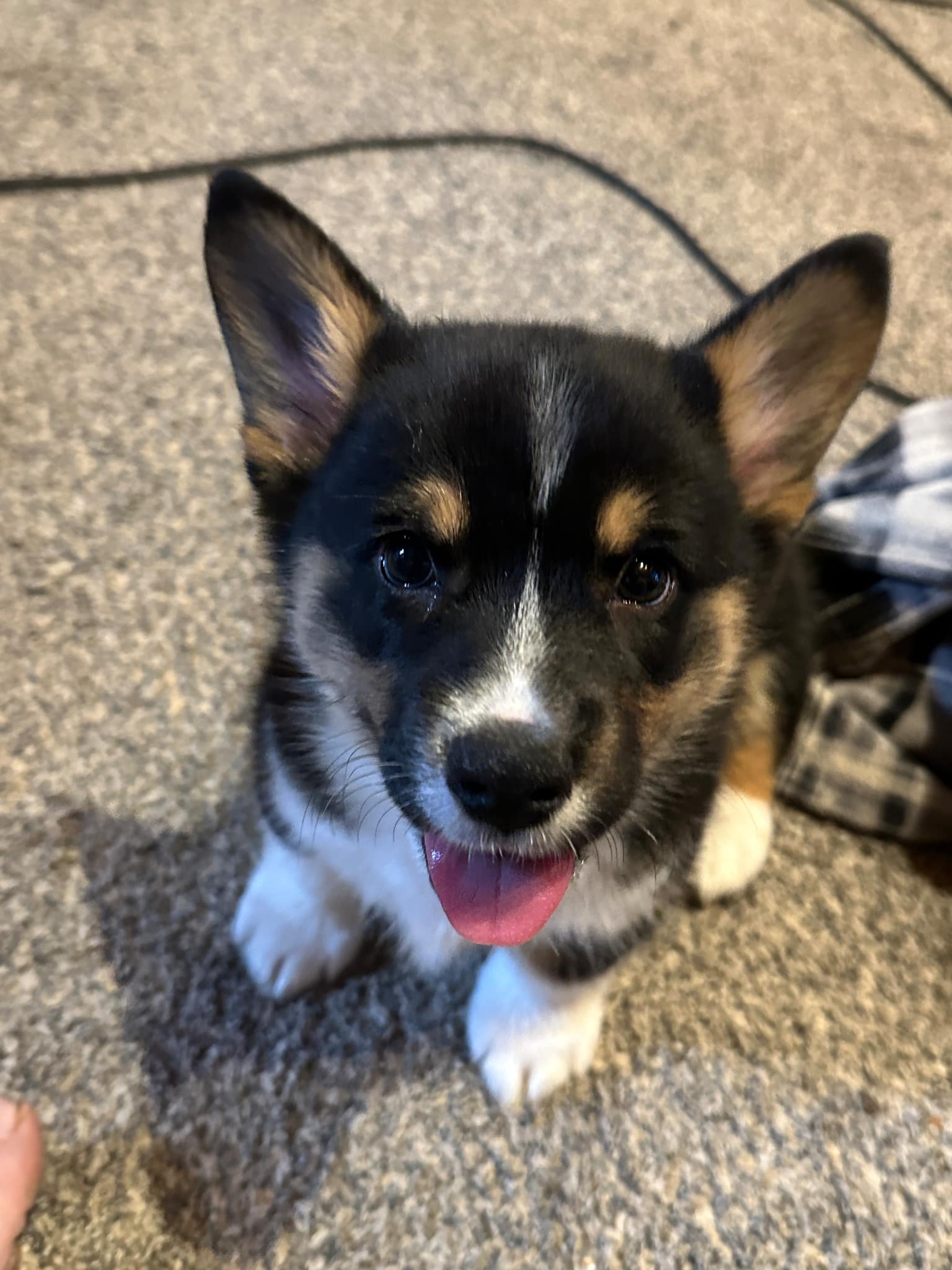 Pembroke Welsh Corgi