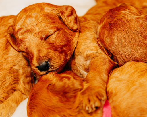 Golden Doodle