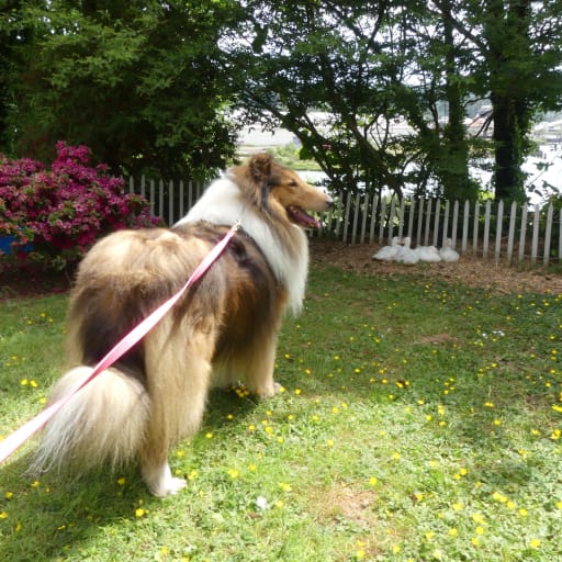 Collie