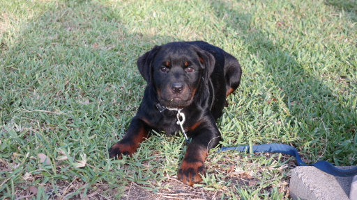 Rottweiler