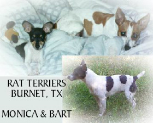 Rat Terrier