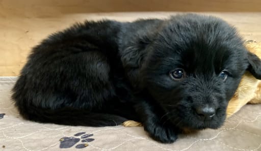 Newfoundland