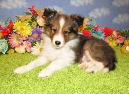 Sheltiesmiles