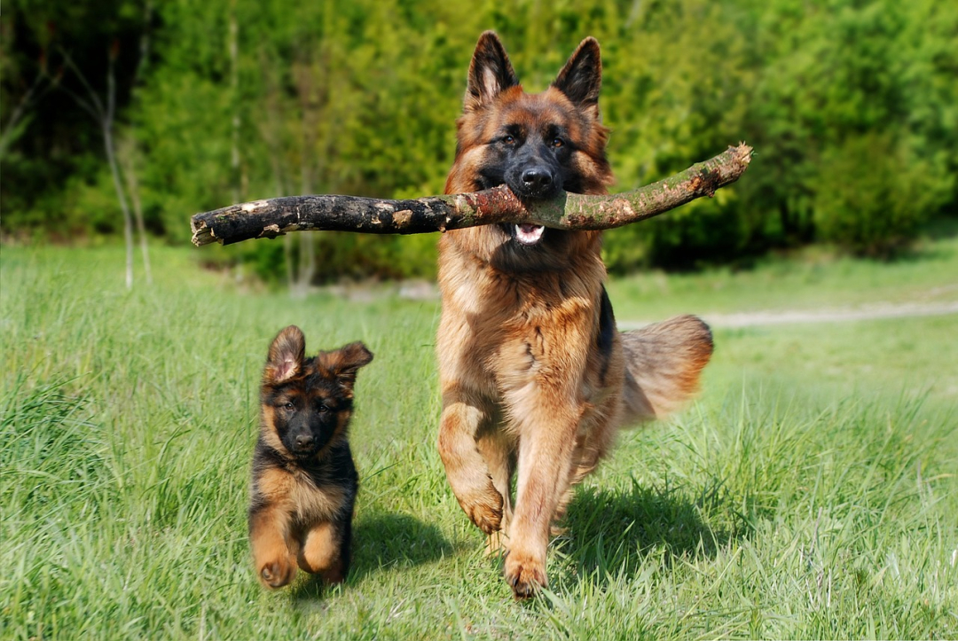 10 Breeds with an Undeserved Bad Reputation