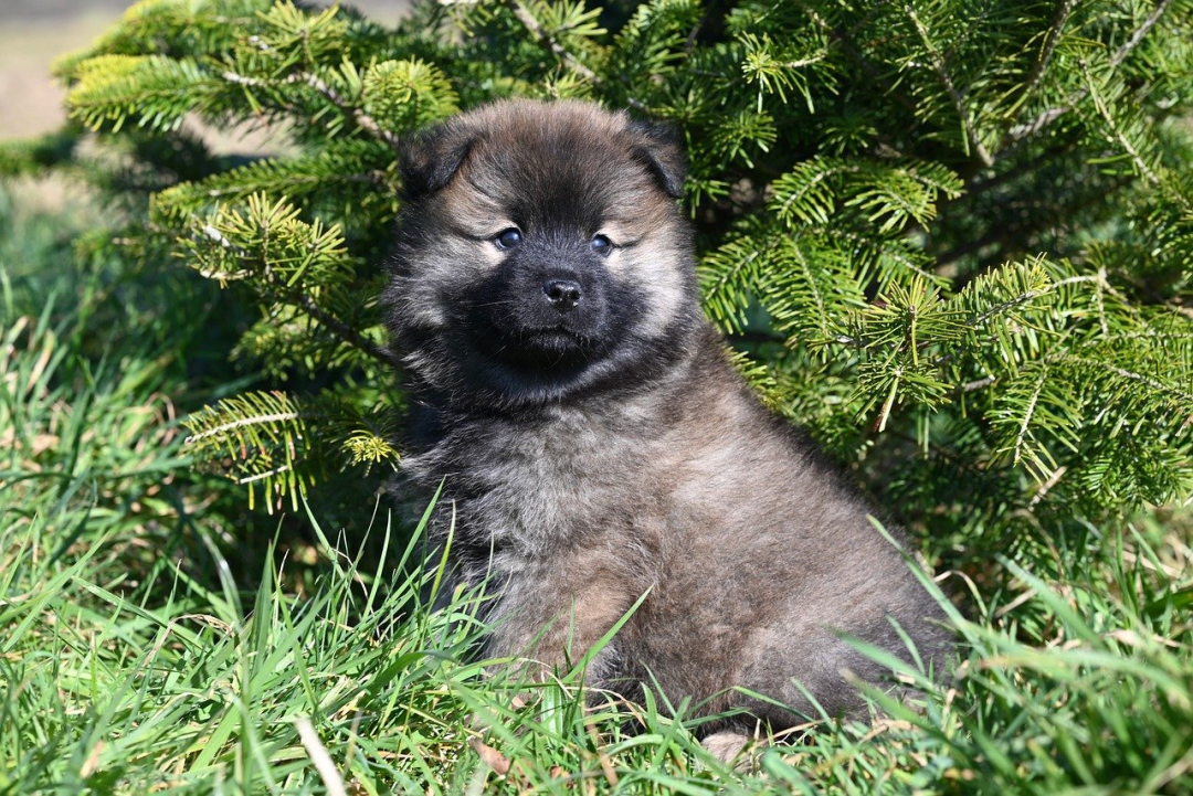 Dog Health: Common Plants that are Unhealthy