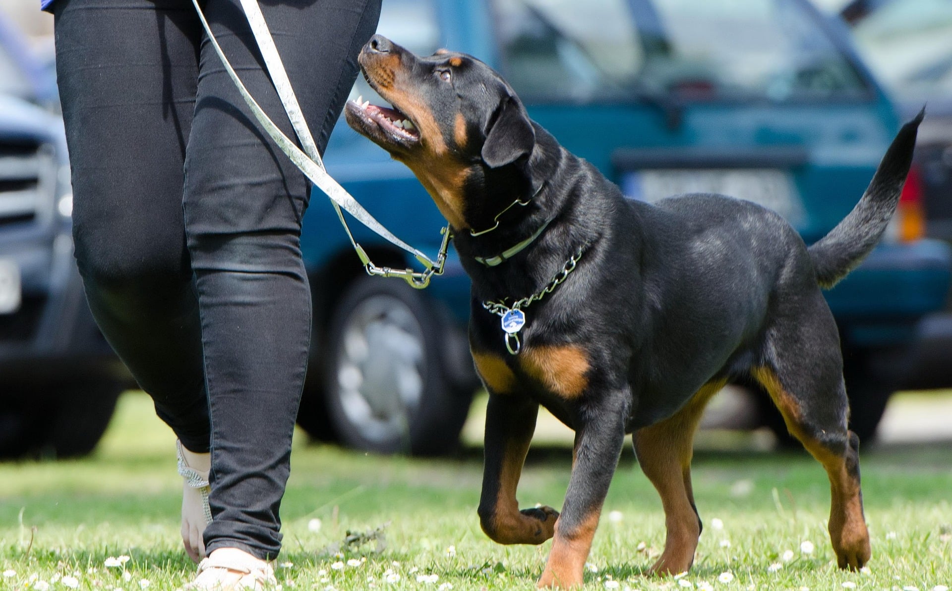 US Dog Breeds - Those First Found in the USA