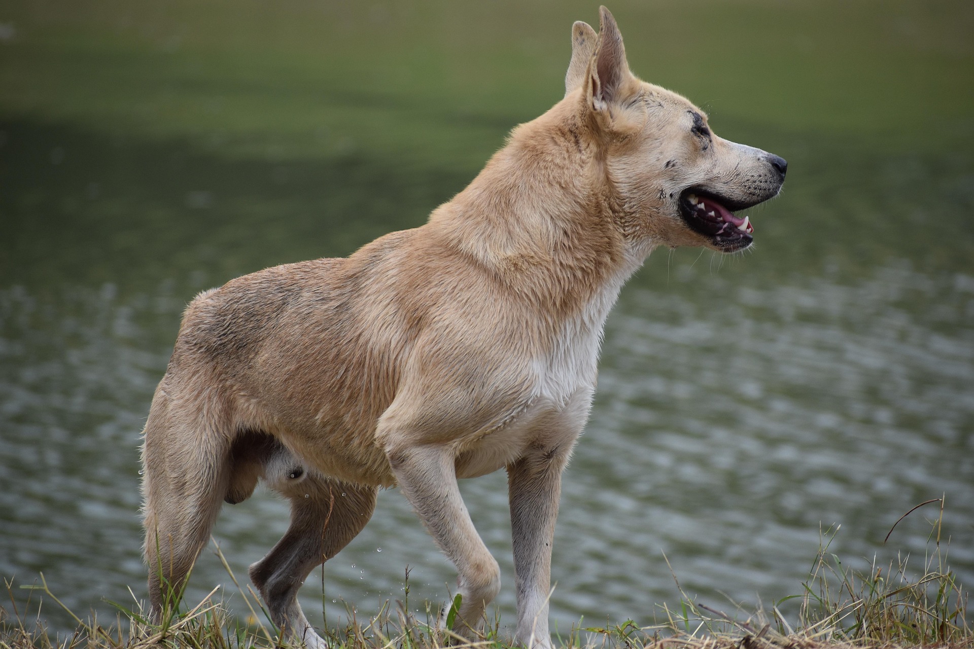 15 Dog Bite Statistics in 2026: Breeds, Incidences & Deaths