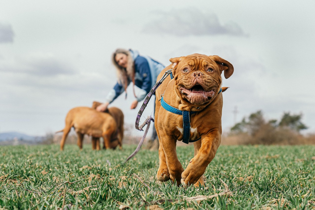 15 Dogs with Shortest Lifespan Listed