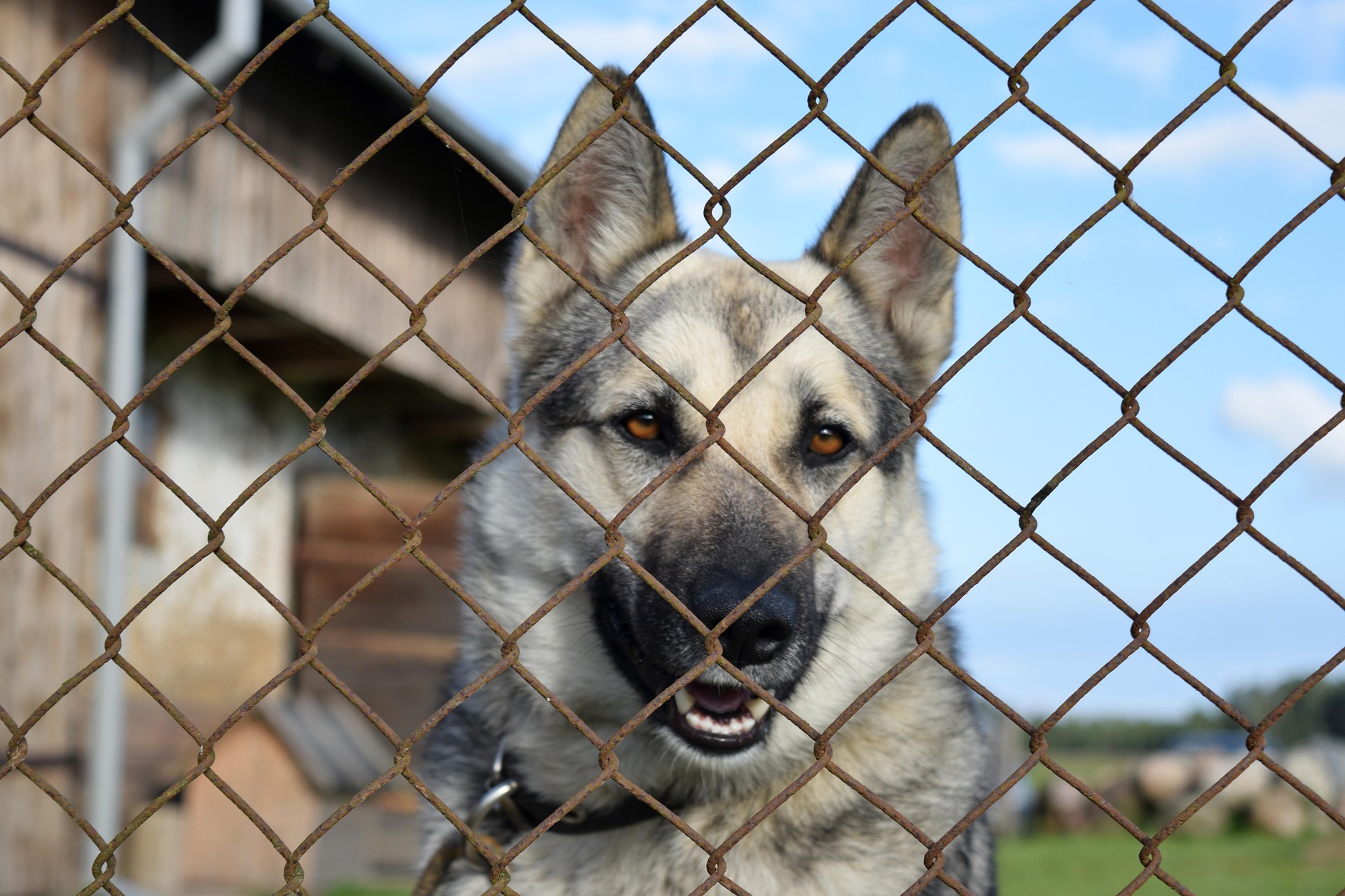 Shelter Dogs: 15 Most Common Breeds in Shelters