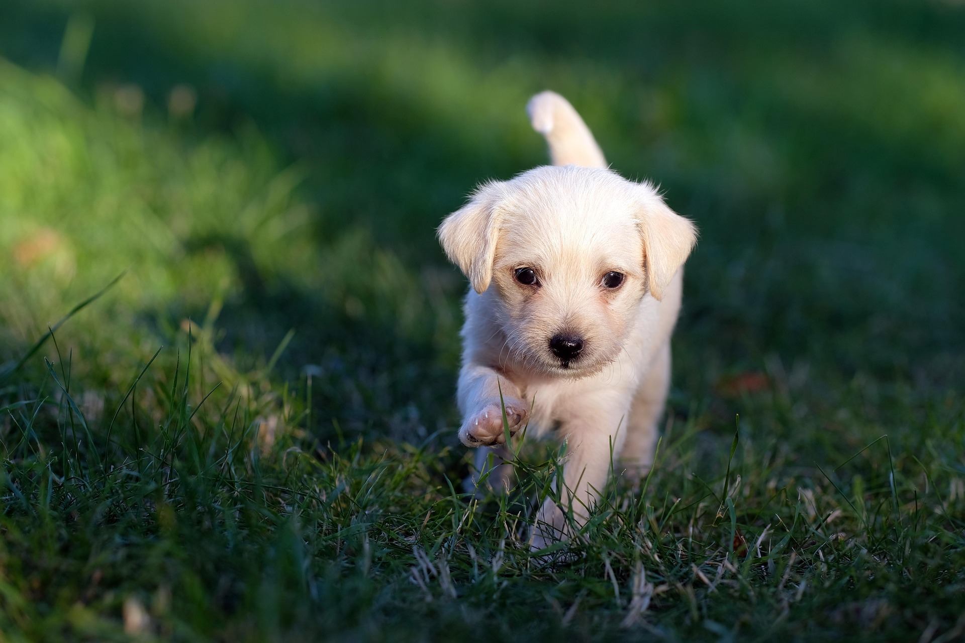 Dog Statistics in 2026: US and Around the World