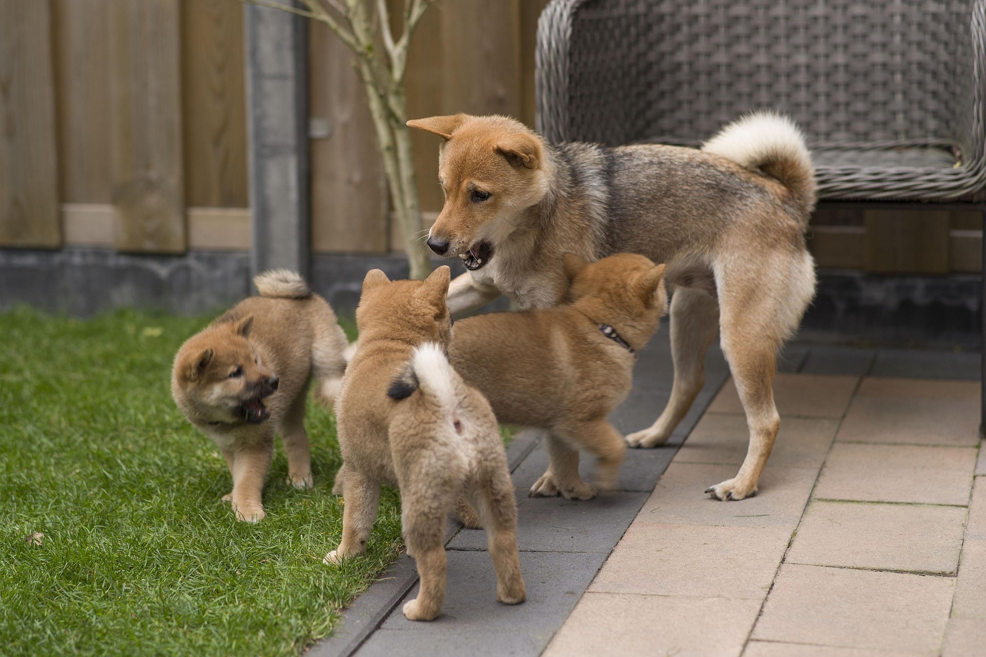 The 7 7 7 Rule of Puppies that all Breeders Should Follow