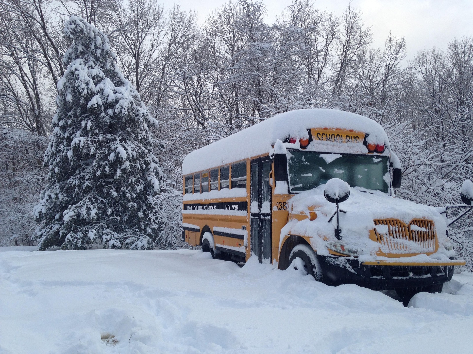 Alaskan Dog Bus Brings Daily Joy to Local Dogs