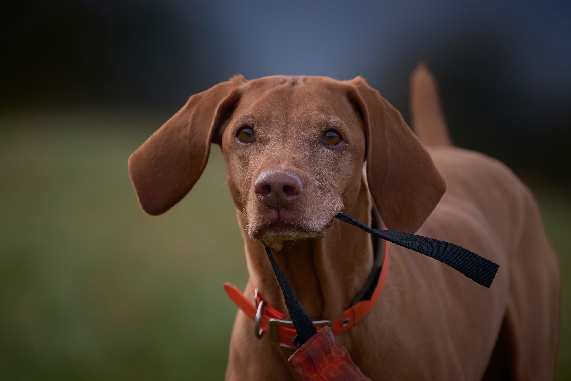 Popular Dog Breeds that Are Disappearing and Why