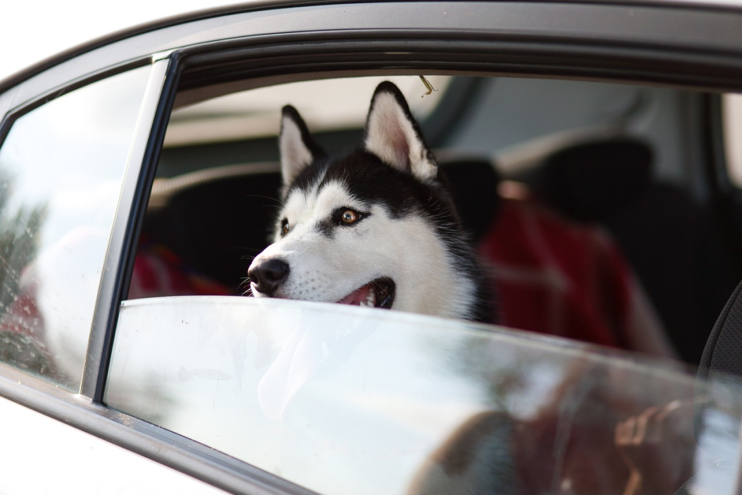 These Dog Breeds are Stolen the Most in US