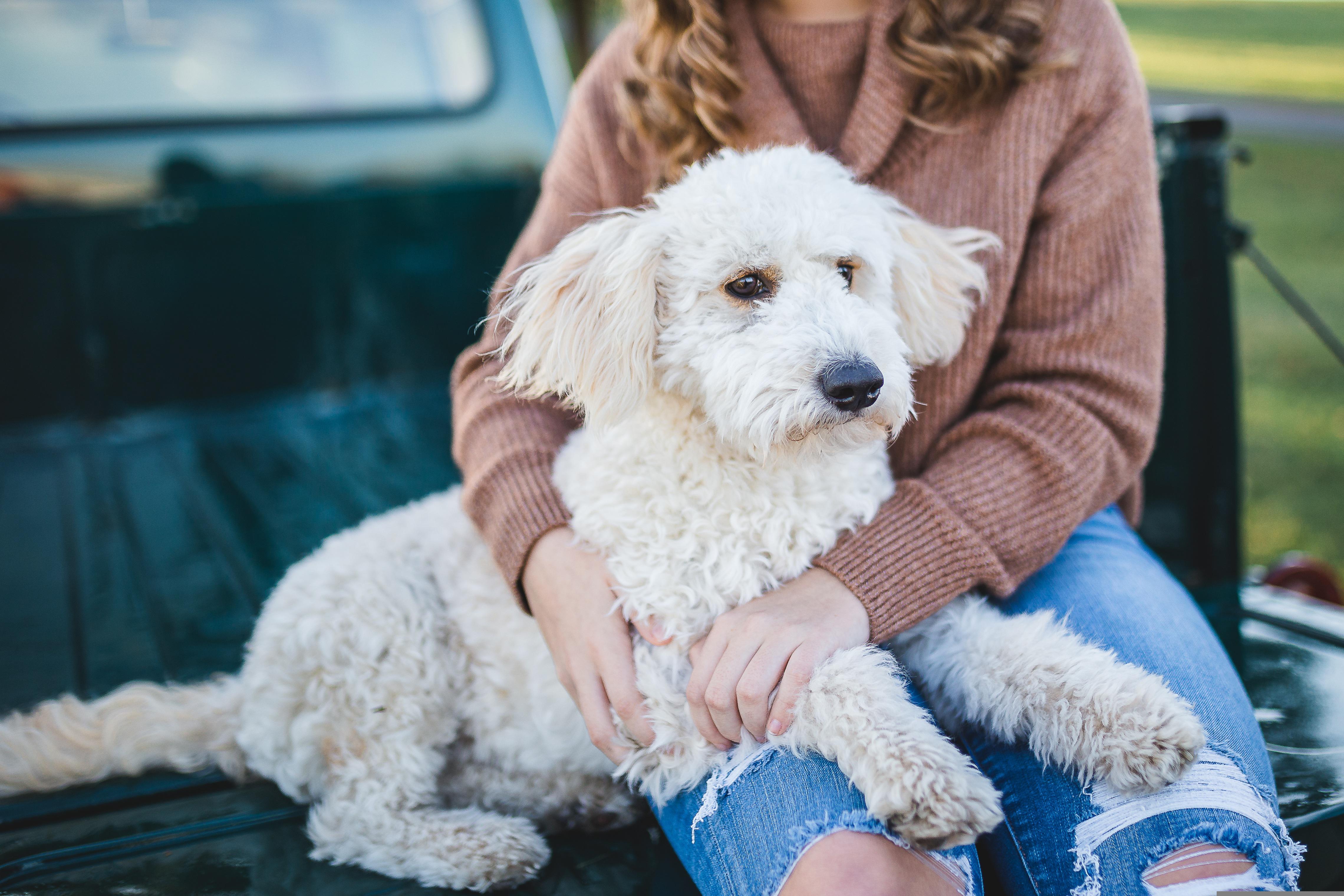 Can Your Dog Tell if You’re an Honest, Good Person?
