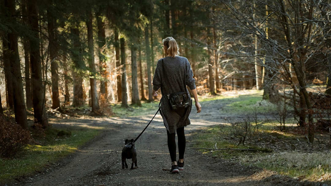 Can you walk your dog off a leash in Arizona?