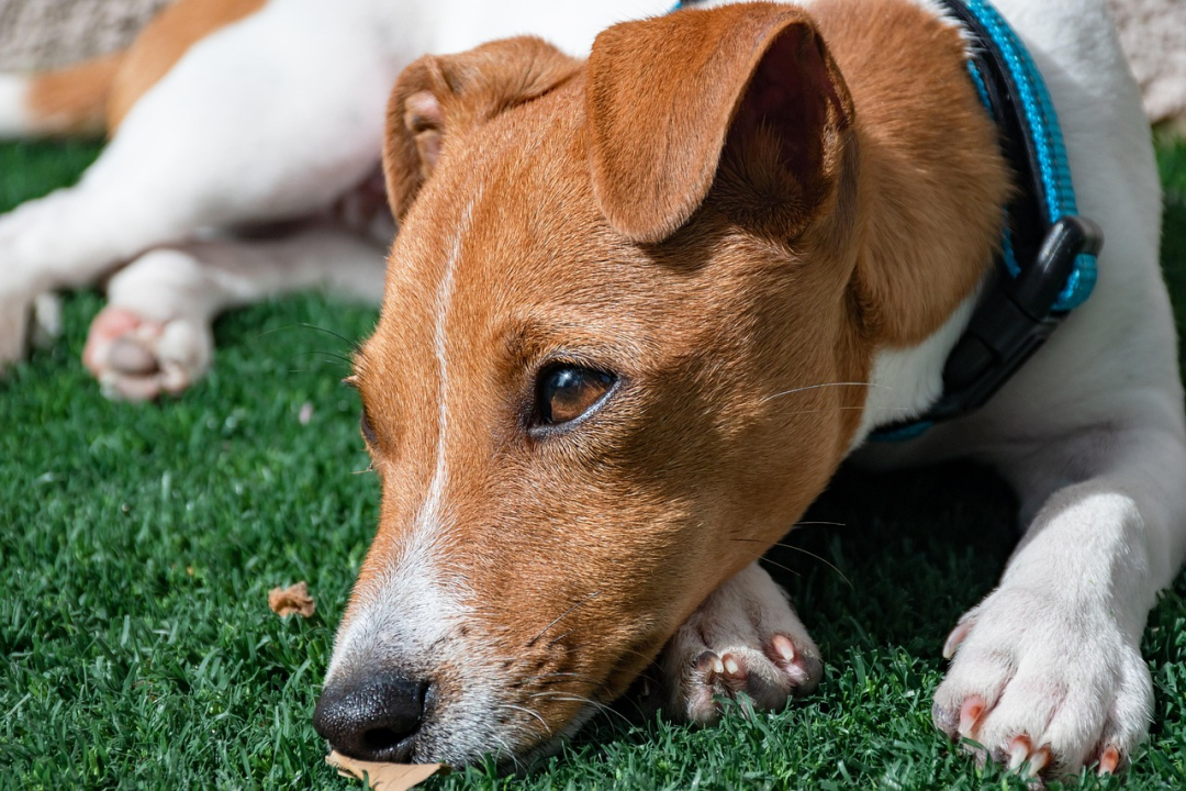 Do Dog Flea Collars Work? Are There Better Options?