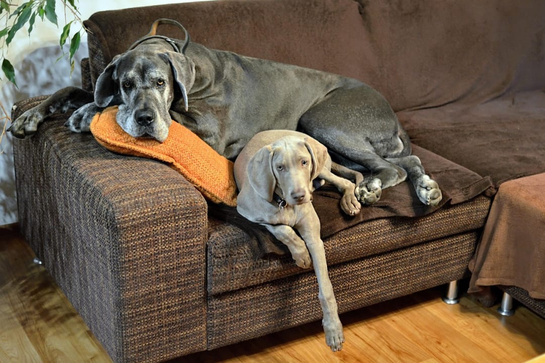Great Dane Puppies: Are They A Fantastic Family Companion?