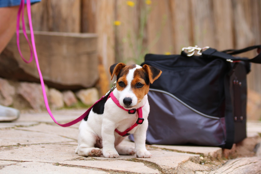 Do You Need an LLC for Dog Breeding