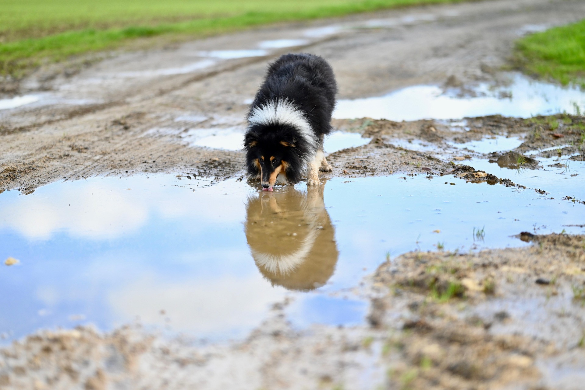 Screwworm Outbreak: Travelling Safe to Mexico with Your Dog