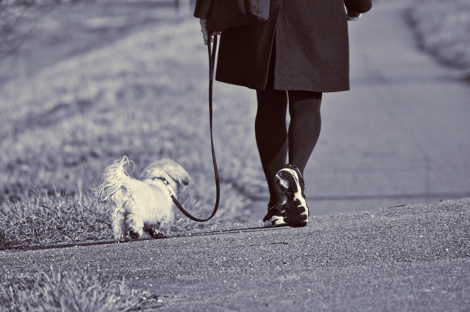 Dog Walking Costs 2026 - How Much To Budget